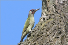 <p>ŽLUNA ZELENÁ (Picus viridis)</p>